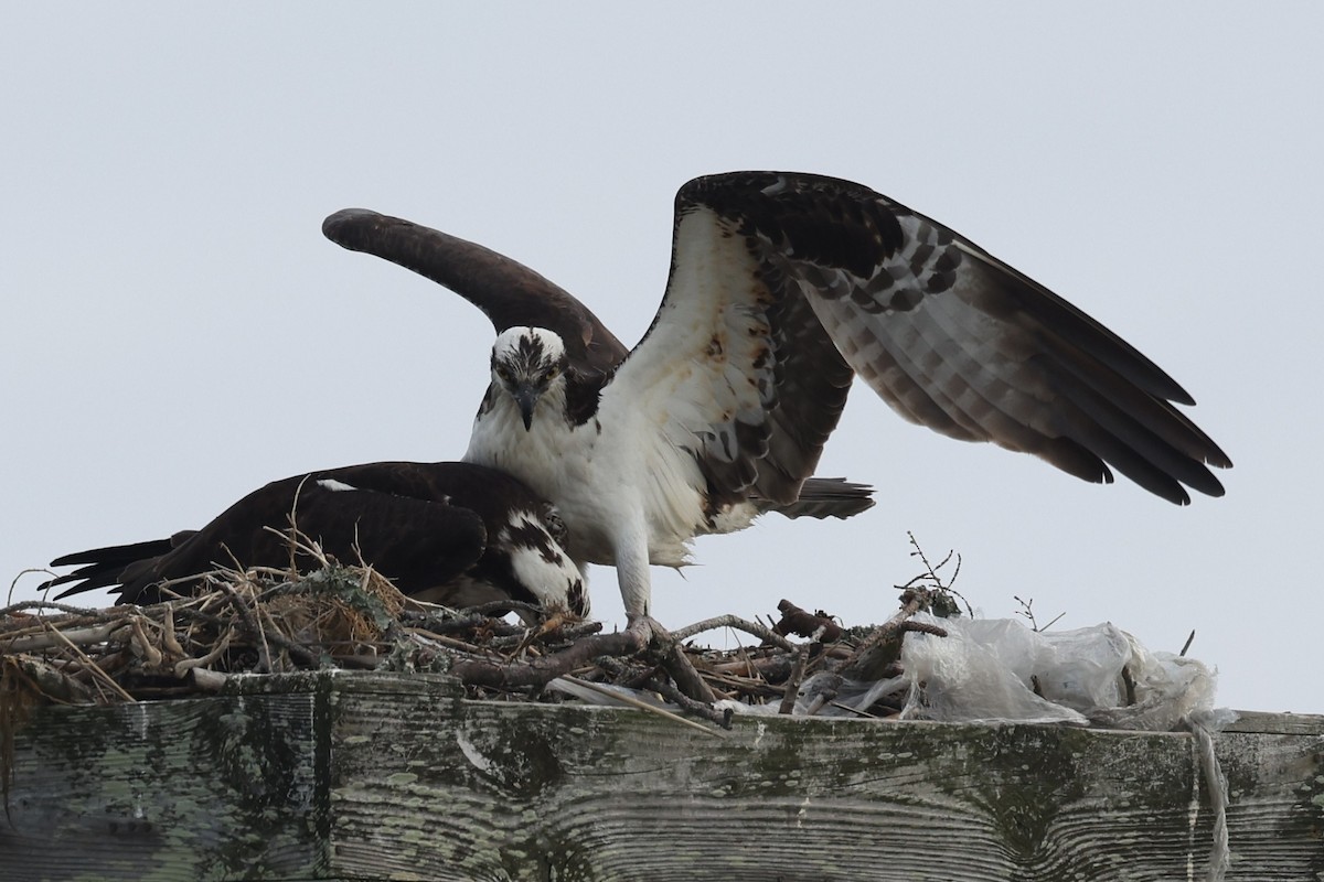 Osprey - ML658661945