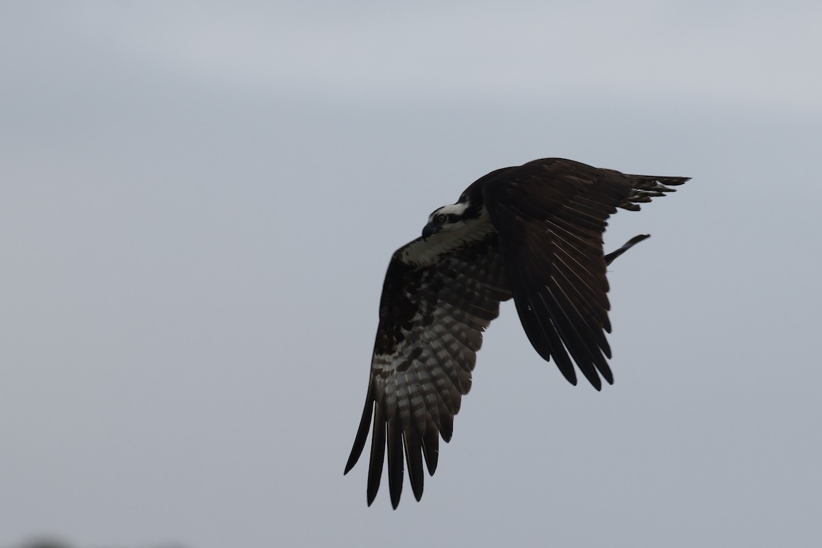 Osprey - ML658661946