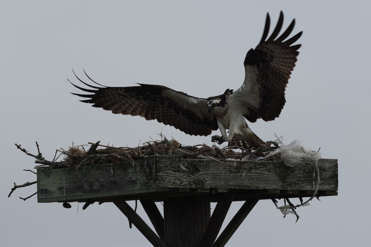 Osprey - ML658661947