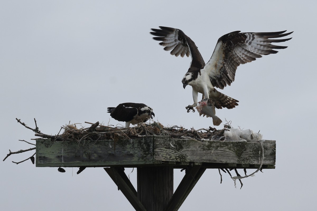 Osprey - ML658661948