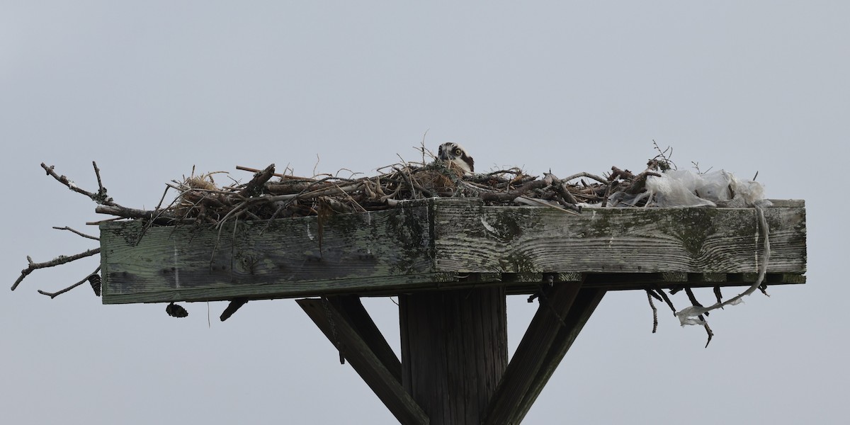 Osprey - ML658661949