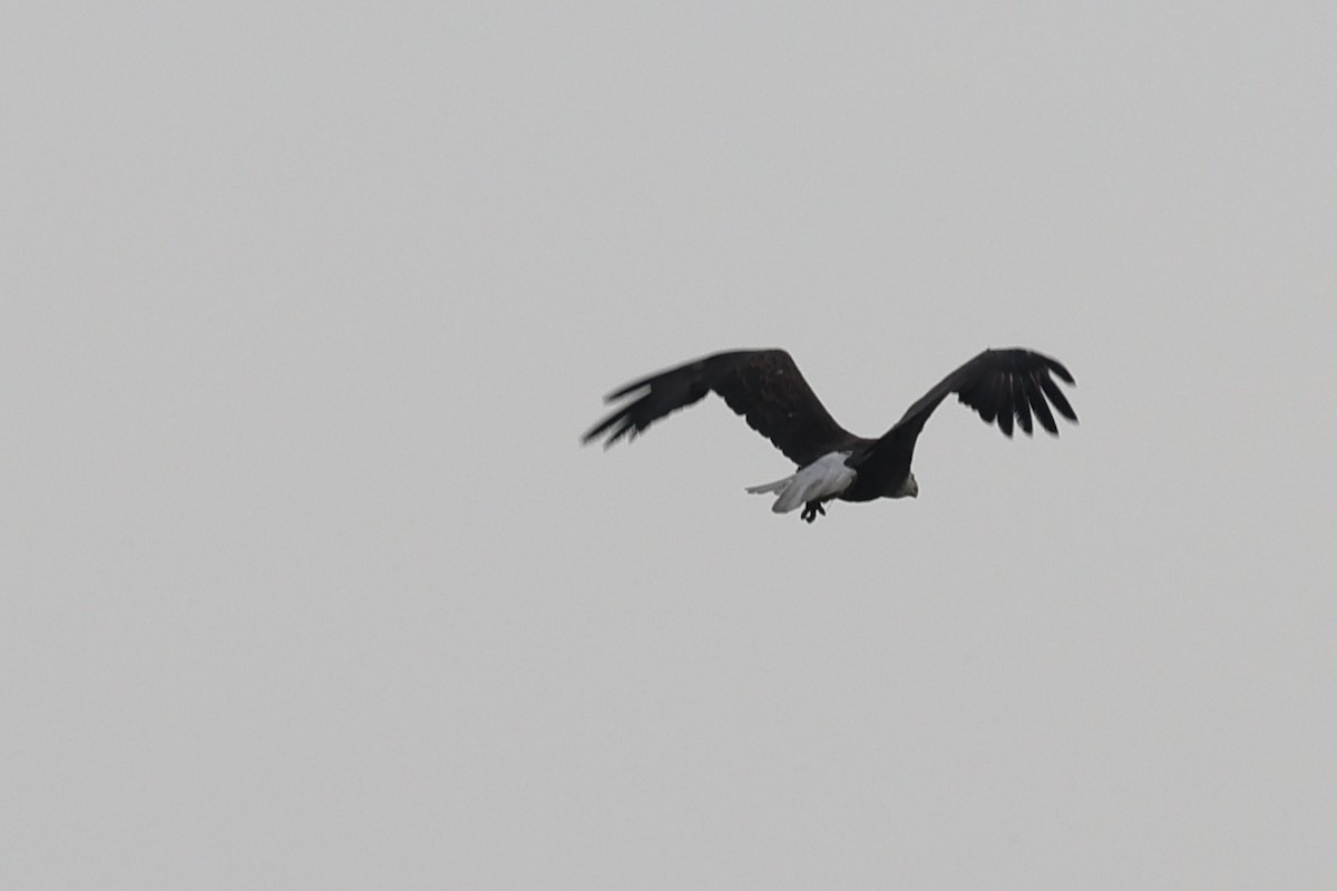 Bald Eagle - ML658661991