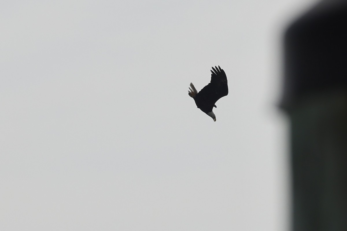 Bald Eagle - ML658661992