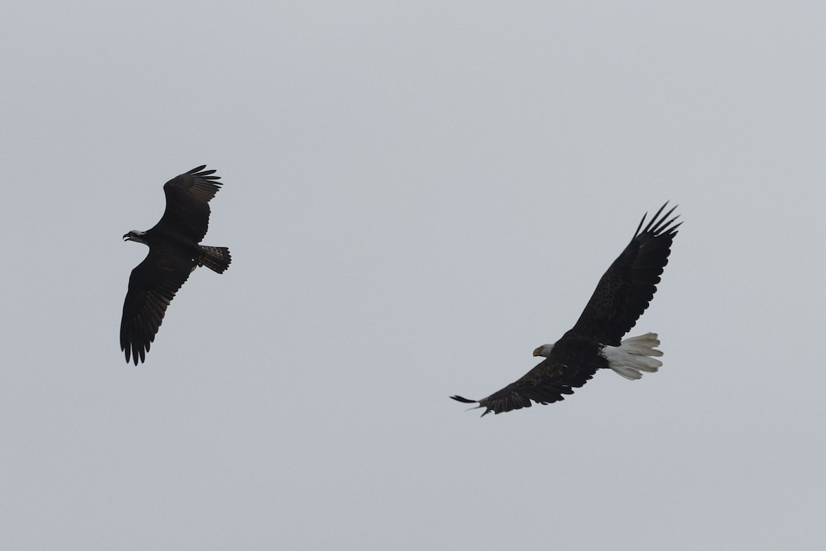 Bald Eagle - ML658661993