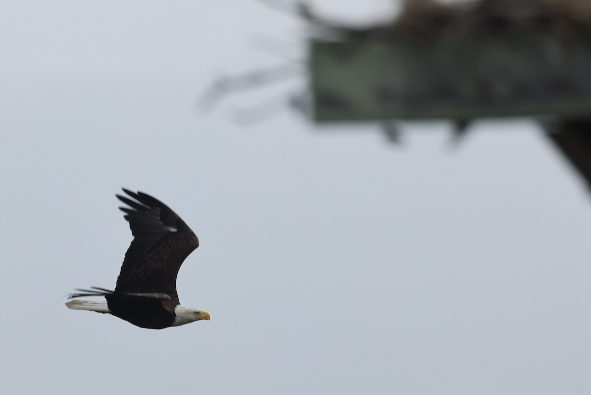 Bald Eagle - ML658661994