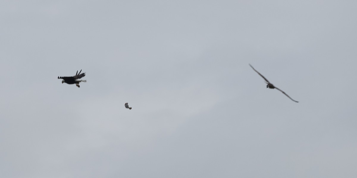 Bald Eagle - ML658661995