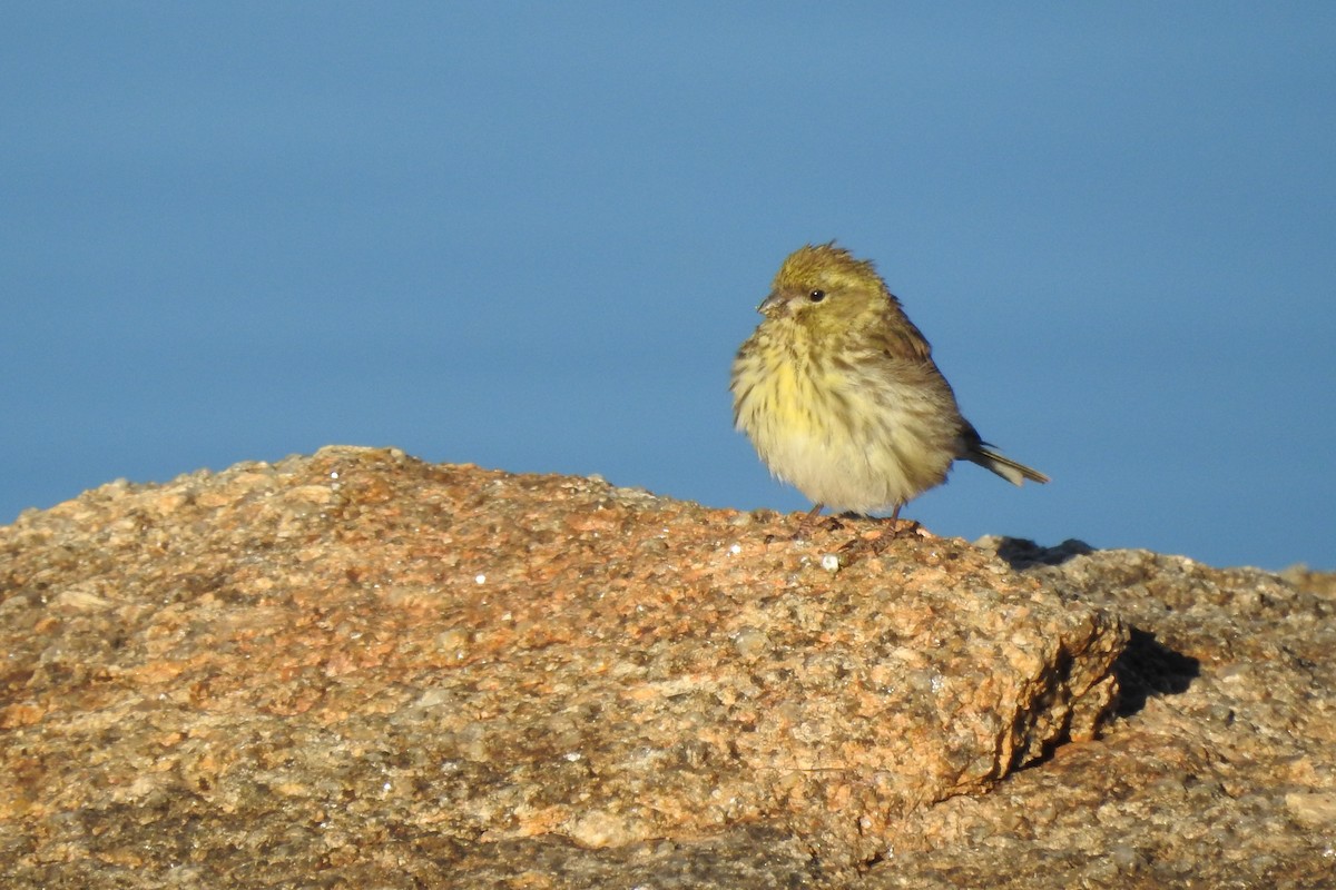 European Serin - ML65866201