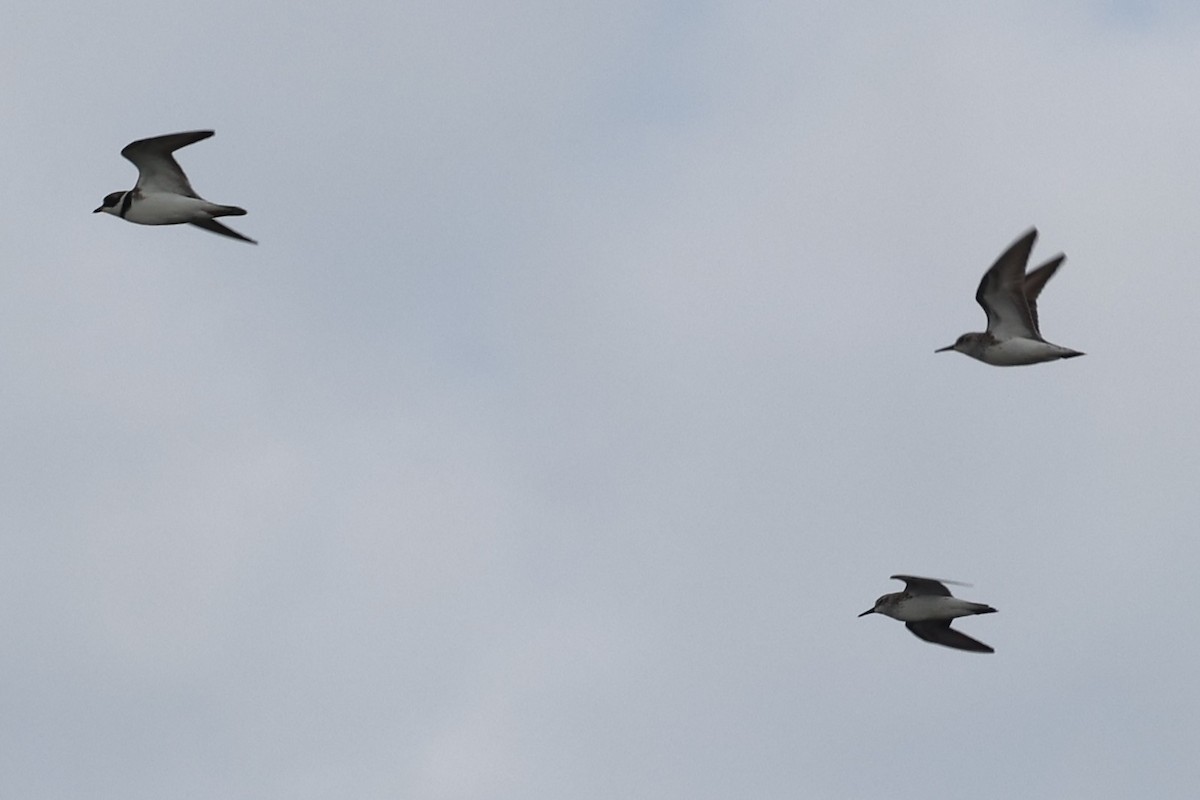 Semipalmated Sandpiper - ML658662084