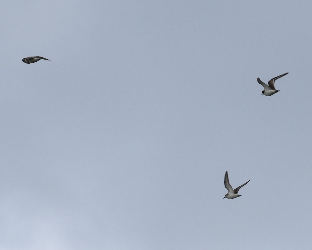 Semipalmated Sandpiper - ML658662085
