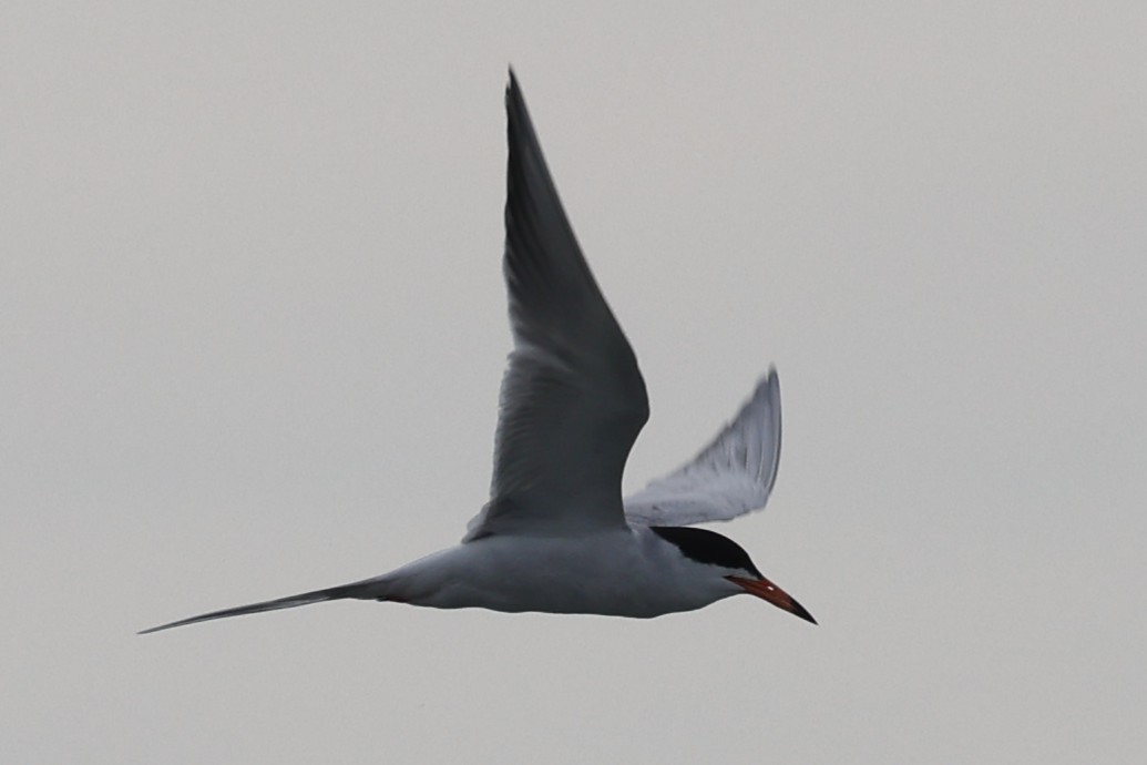 Forster's Tern - ML658662209