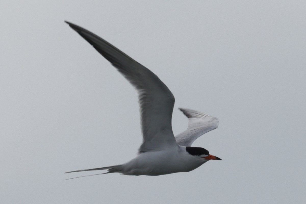 Forster's Tern - ML658662210