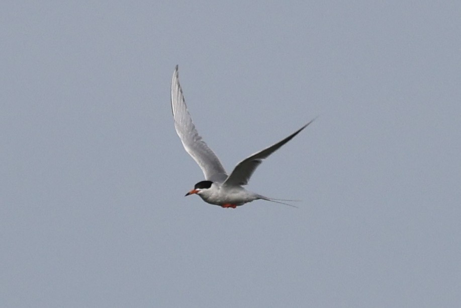Forster's Tern - ML658662211