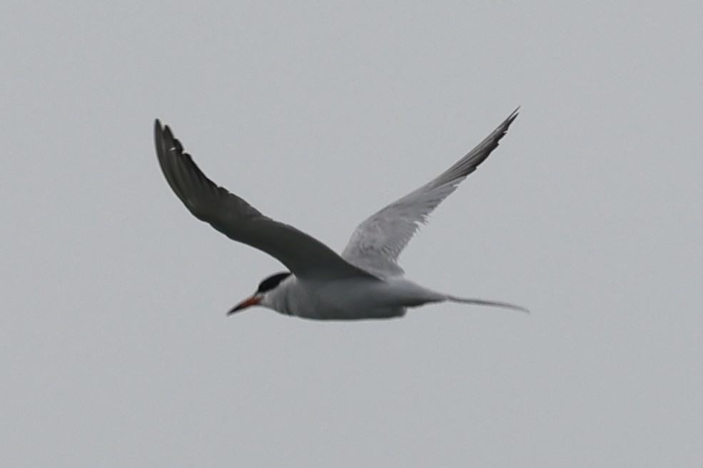 Common Tern - ML658662212