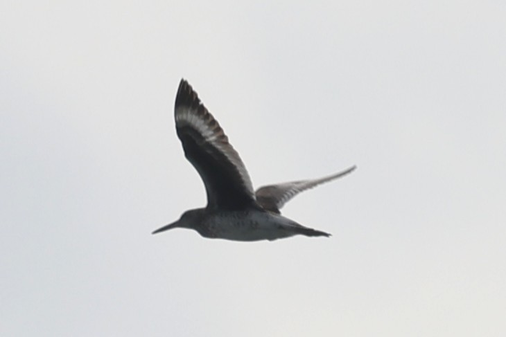 Willet - ML658662249