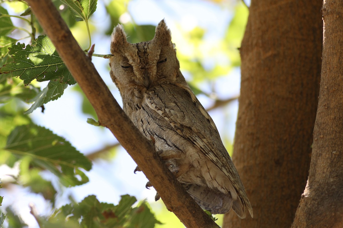 Pallid Scops-Owl - ML658662854