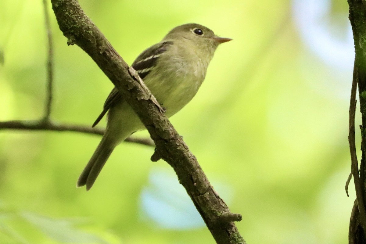 Yellow-bellied Flycatcher - ML658666043