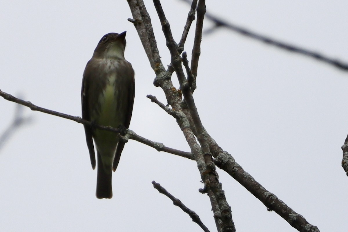Olive-sided Flycatcher - ML658666049
