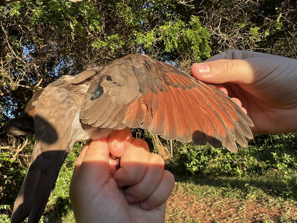 Tambourine Dove - ML658666590
