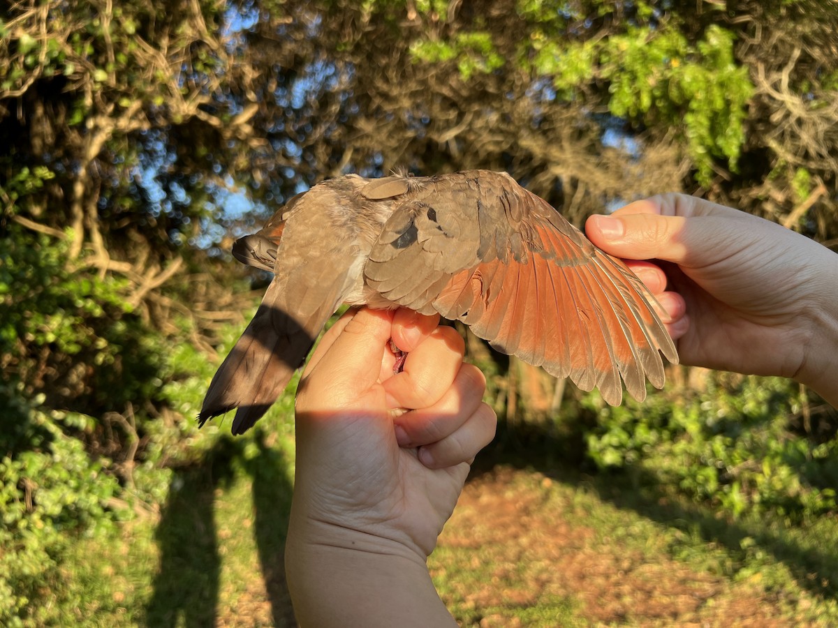 Tambourine Dove - ML658666591