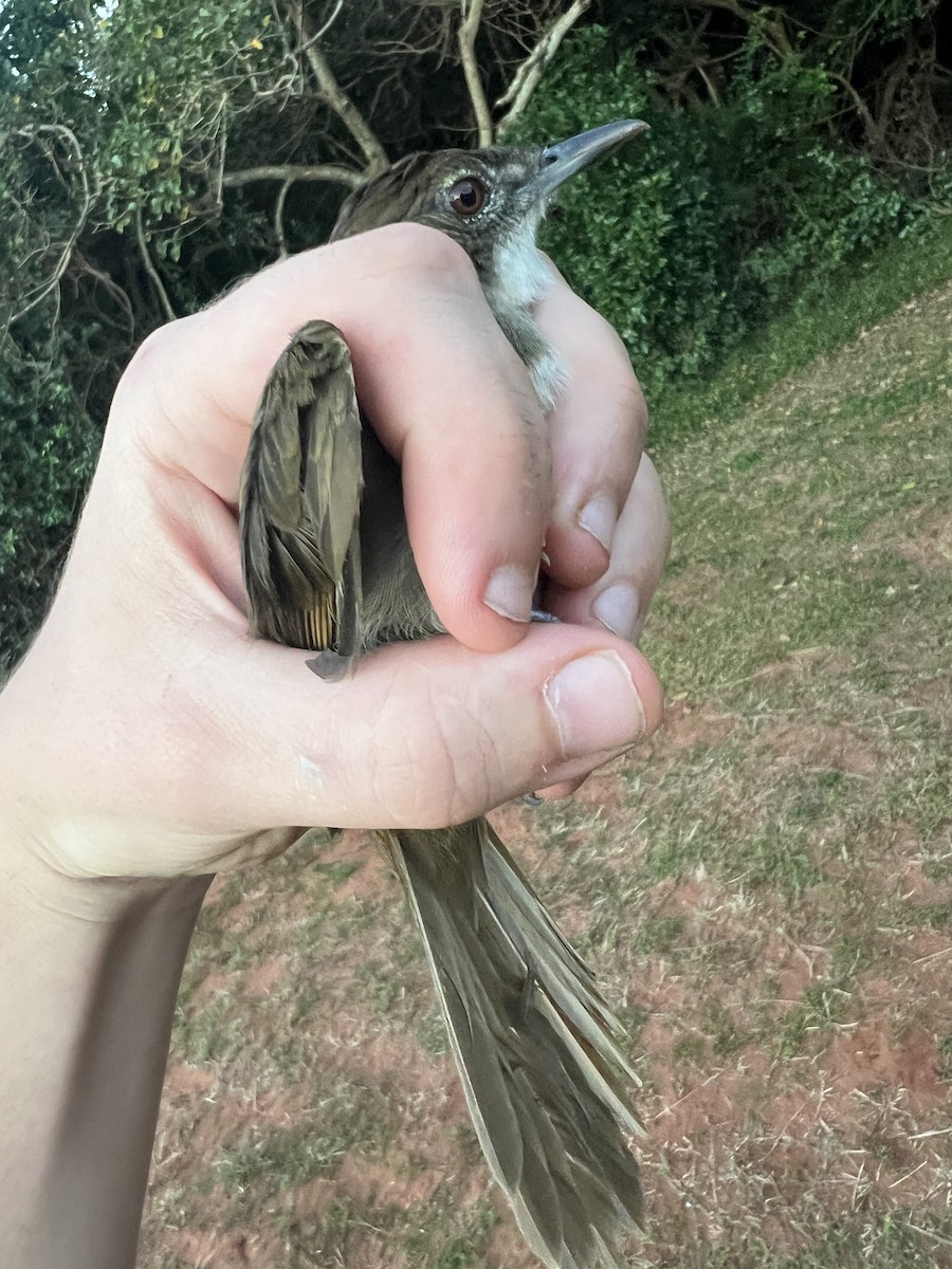 Terrestrial Brownbul - ML658666763