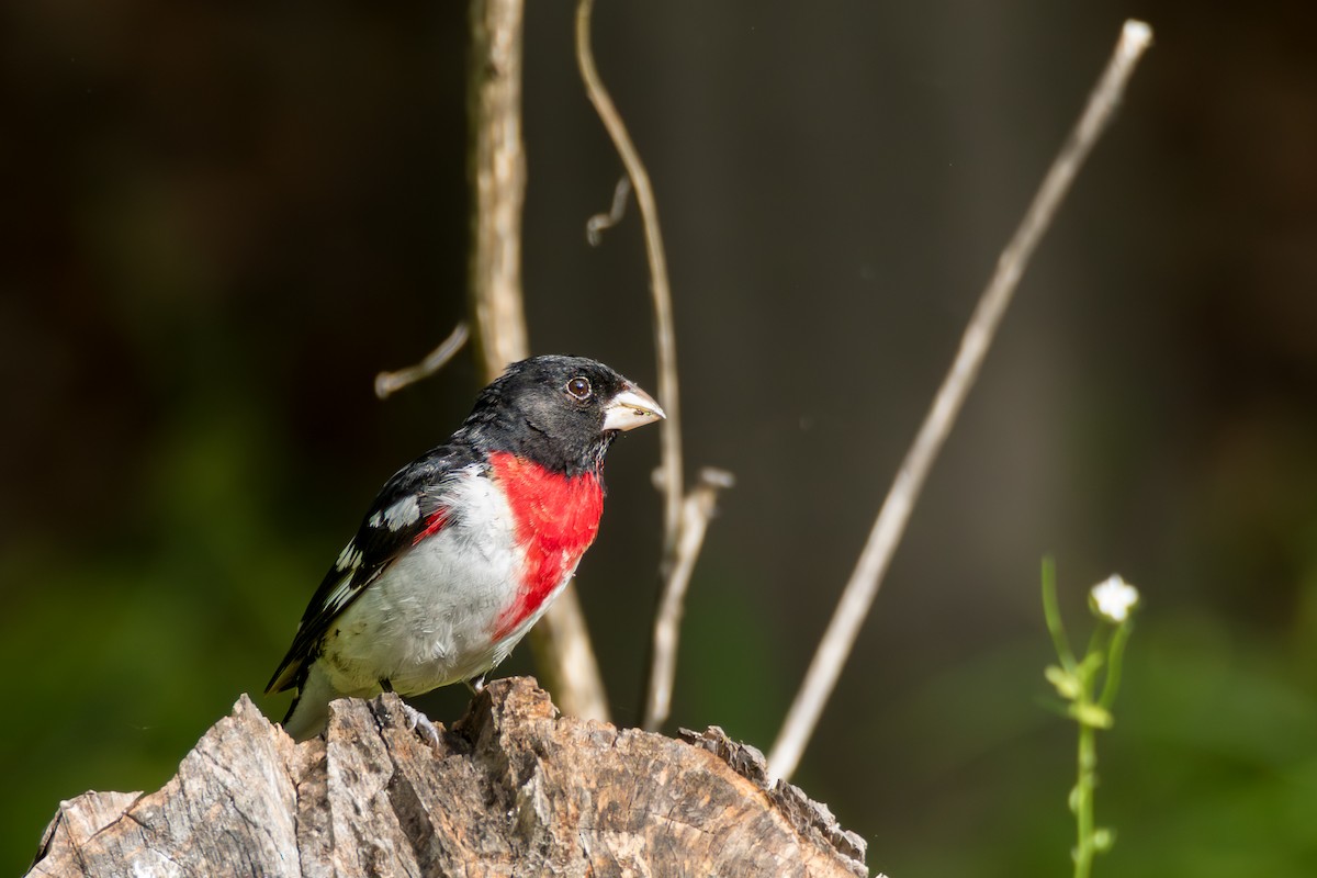 Rose-breasted Grosbeak - ML658666933
