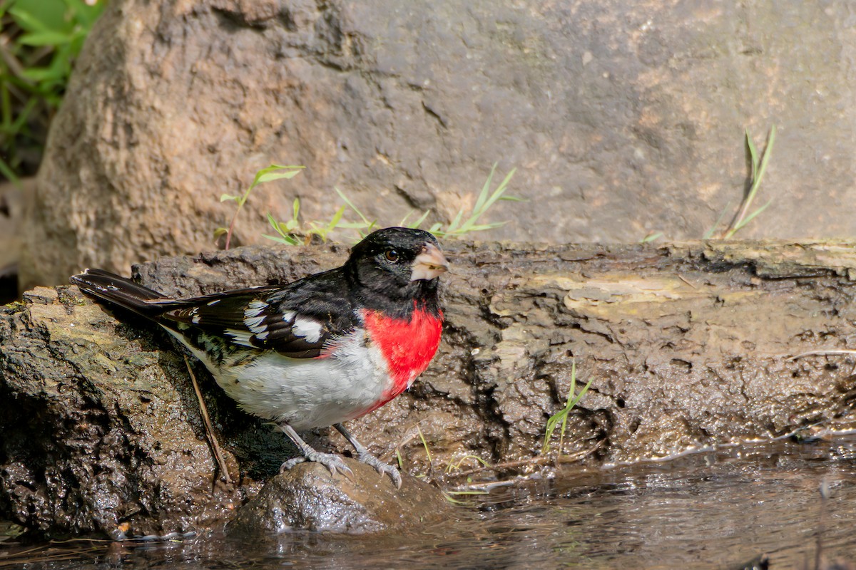 Rose-breasted Grosbeak - ML658666934