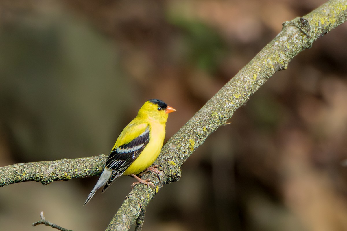 American Goldfinch - ML658666938