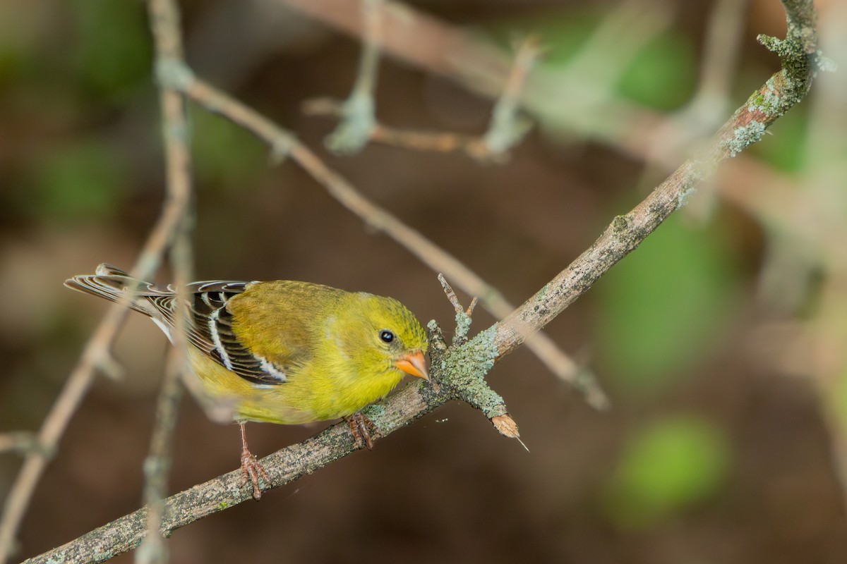 American Goldfinch - ML658666939