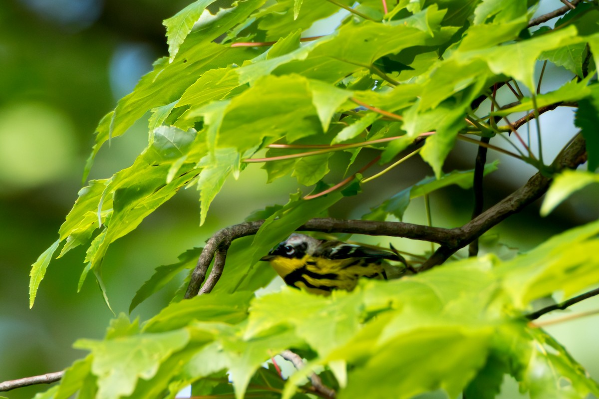 Magnolia Warbler - ML658666946