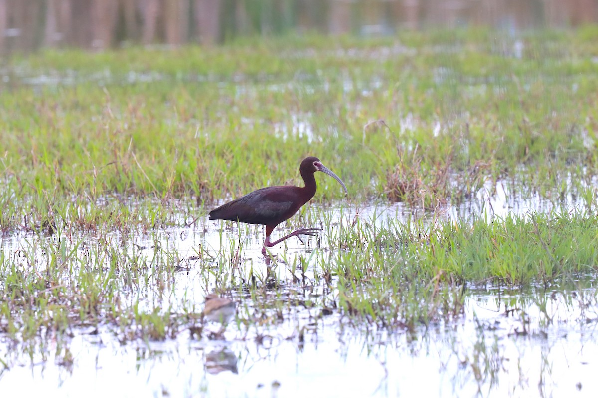 eBird Checklist - 29 May 2026 - Denman WMA--Ave. G and Ave. H ponds ...