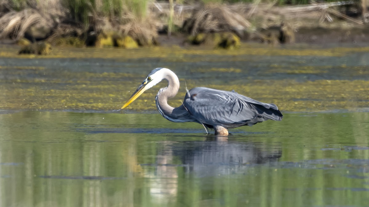 Great Blue Heron - ML658667616
