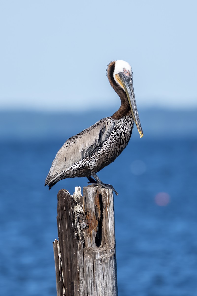 Brown Pelican - ML658667626