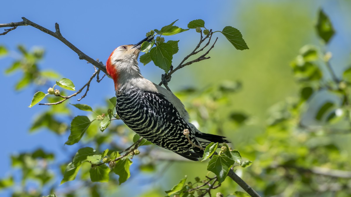 Red-bellied Woodpecker - ML658667636