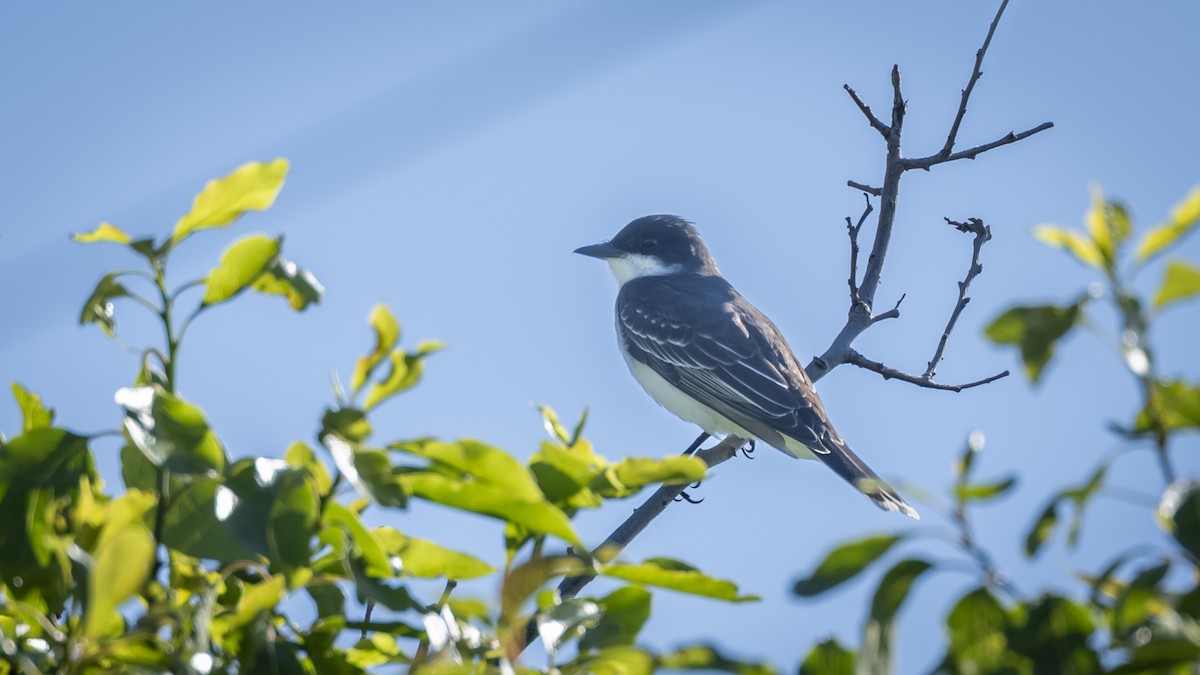 Eastern Kingbird - ML658667663