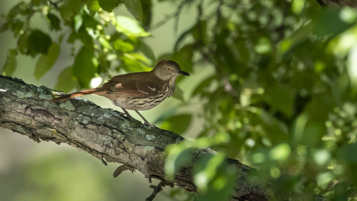 Brown Thrasher - ML658667763