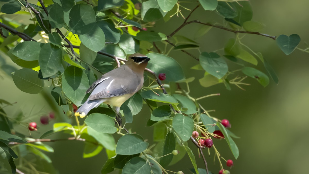 Cedar Waxwing - ML658667774