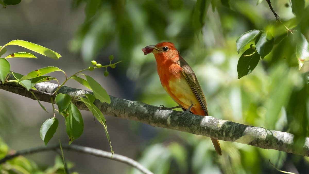 Summer Tanager - ML658667790