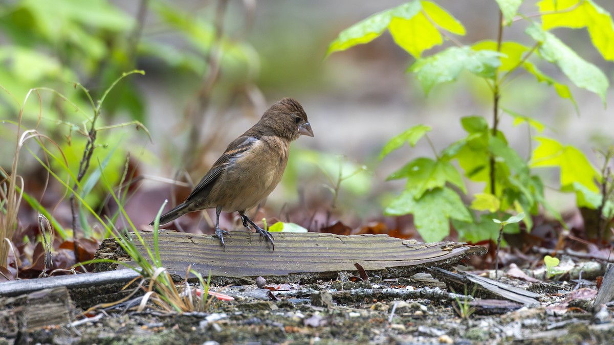 Blue Grosbeak - ML658667839