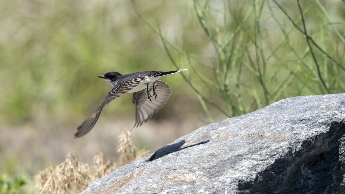 Eastern Kingbird - ML658668001