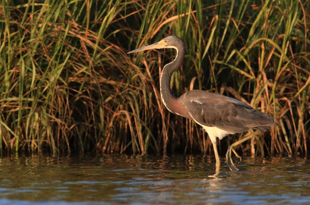 Tricolored Heron - ML65866881