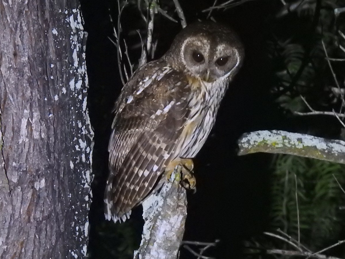 Mottled Owl - ML658683969