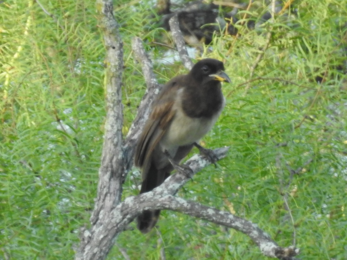 Brown Jay - ML658684007