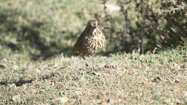 Stripe-headed Antpitta - ML658684506