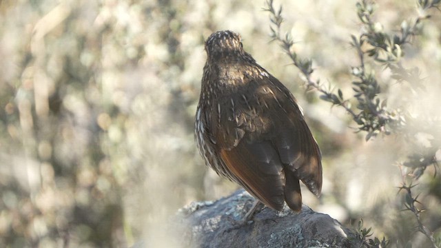 Stripe-headed Antpitta - ML658684507