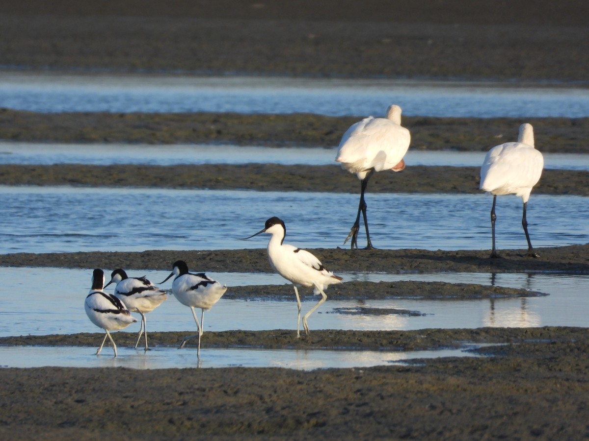 Pied Avocet - ML658686367