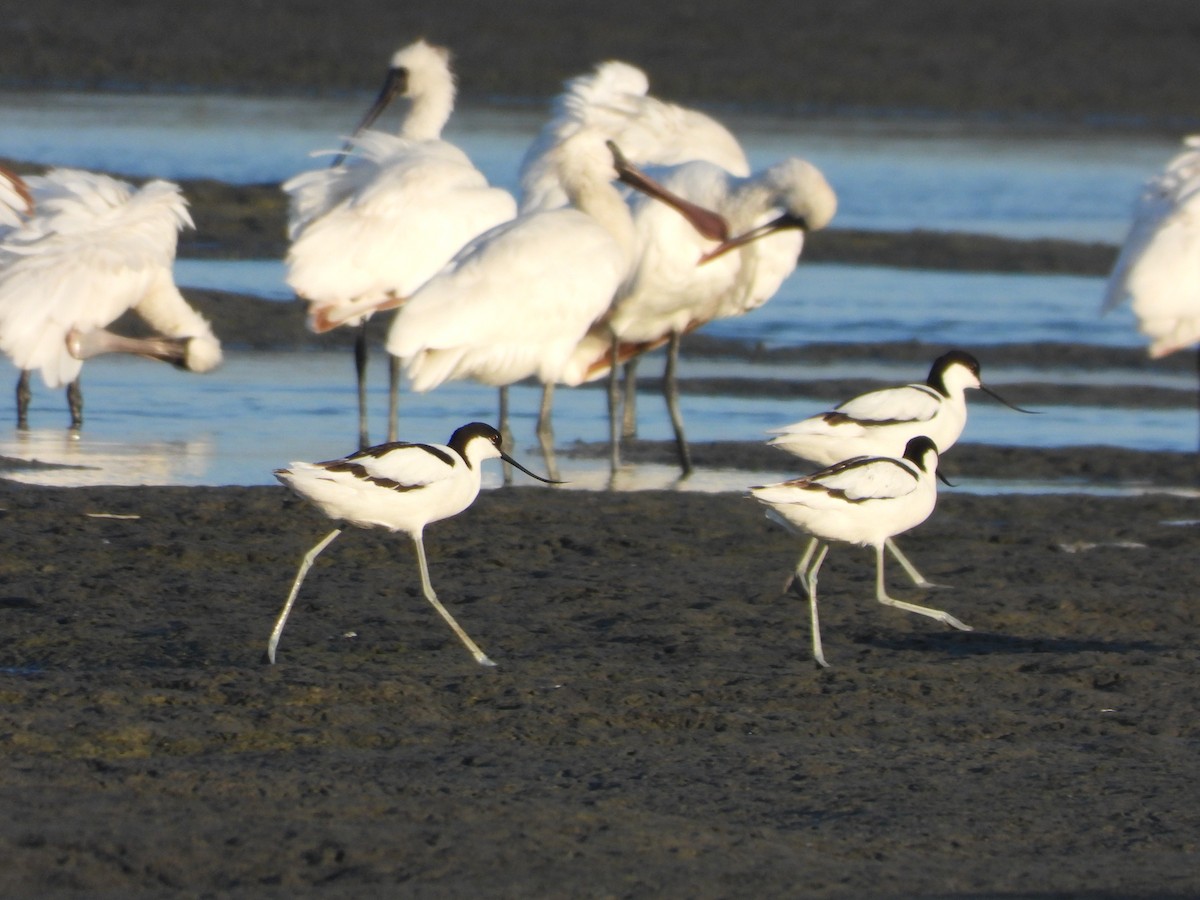 Pied Avocet - ML658686368