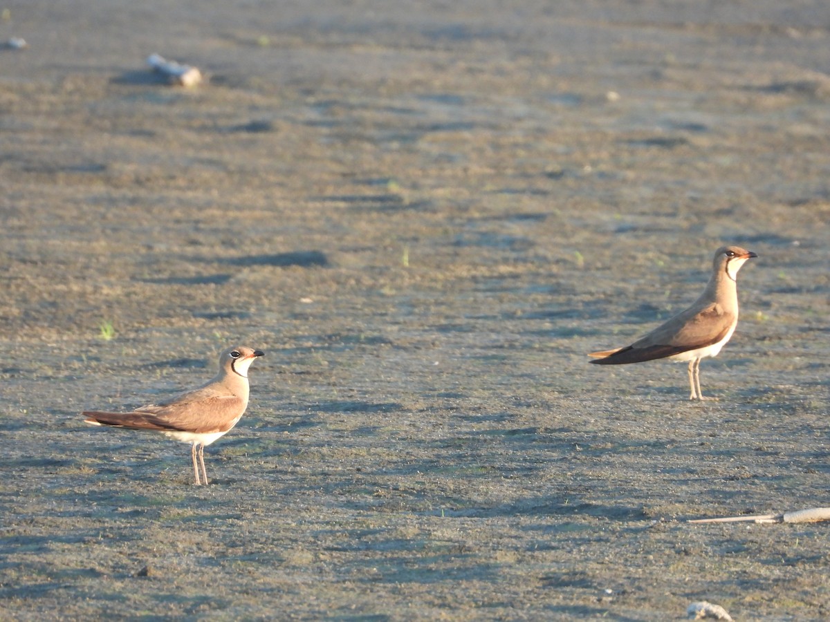 Oriental Pratincole - ML658686381