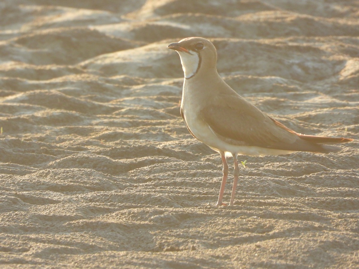 Oriental Pratincole - ML658686382