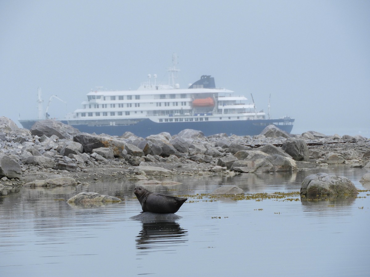 Atlantic Harbor Seal - ML658686384