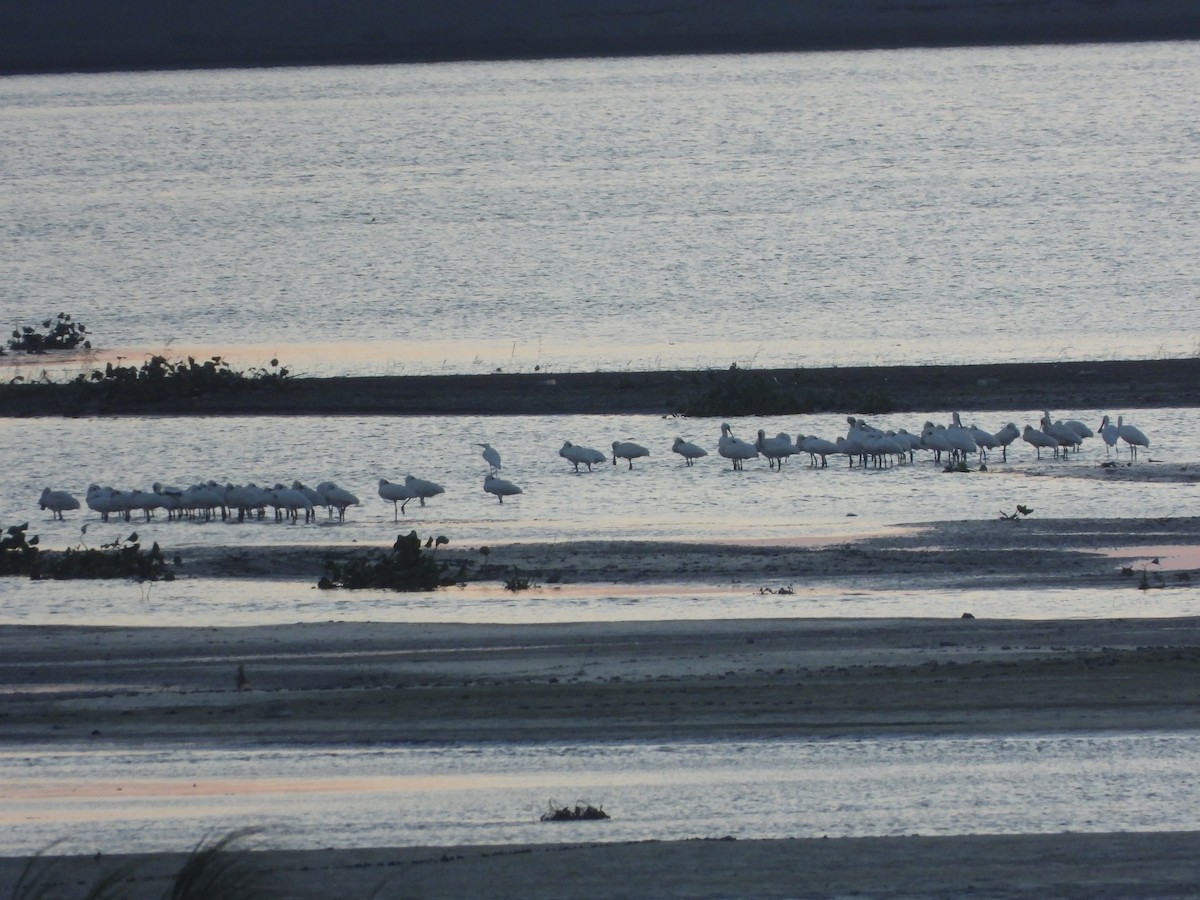 Black-faced Spoonbill - ML658686408